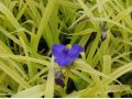 Tradescantia x andersoniana 
