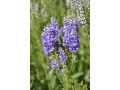 Veronica ( Pseudolysimachion ) 