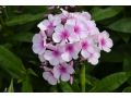 Phlox paniculata 