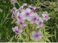 Phlox paniculata 