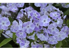 Phlox paniculata 