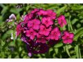 Phlox paniculata 