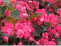 Begonia 