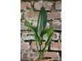 Aspidistra elatior - kořenokvětka