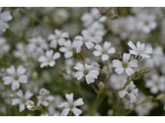 Gypsophila paniculata - nevěstin závoj, šater značka pole L22