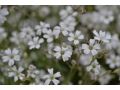 Gypsophila paniculata - nevěstin závoj, šater