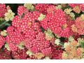 Achillea millefolium 