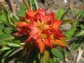 Euphorbia griffithii 