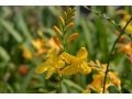 Crocosmia 