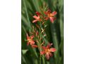 Crocosmia 