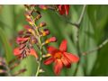 Crocosmia 