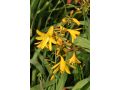 Crocosmia 