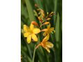 Crocosmia 