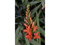 Crocosmia 