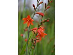 Crocosmia 