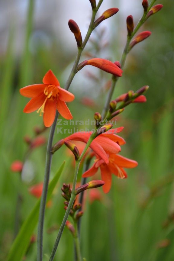 Crocosmia " Red King " - montbrécie Zahradnictví Krulichovi ...