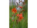 Crocosmia 