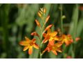 Crocosmia 