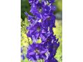 Delphinium Pacific Hybr. 