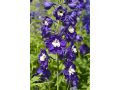 Delphinium Pacific Hybr. 