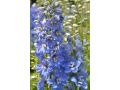Delphinium Pacific Hybr. 