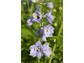 Delphinium Pacific Hybr. 
