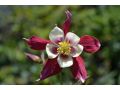 Aquilegia vulgaris 