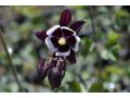 Aquilegia vulgaris 