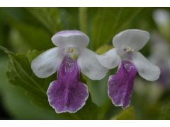 Melittis melissophyllum 