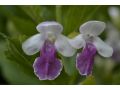 Melittis melissophyllum 