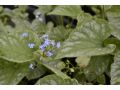 Brunnera macrophylla 