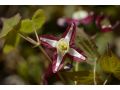 Epimedium x rubrum - škornice