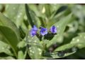 Pulmonaria 