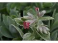 Pulmonaria rubra 