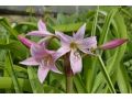 Crinum x powellii - křín