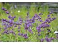 Salvia verticillata 