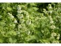 Salvia verticillata 