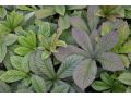 Rodgersia pinnata - rodgersie