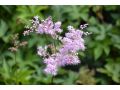 Filipendula palmata 