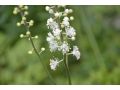 Cimicifuga ( Actaea ) racemosa var. cordifolia - ploštičník hroznovitý