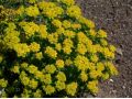 Euphorbia polychroma 