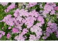 Achillea millefolium Tutti Frutti 