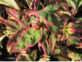 Hypericum x moserianum 
