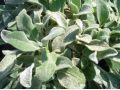 Stachys byzantina 