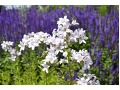 Campanula lactiflora 