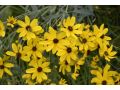 Coreopsis tripteris - krásnoočko