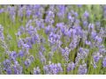 Lavandula angustifolia 