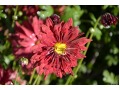 Chrysanthemum ( Dendranthema ) x indicum 
