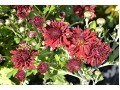 Chrysanthemum ( Dendranthema ) x rubellum 