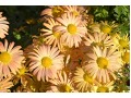 Chrysanthemum ( Dendranthema ) x rubellum 